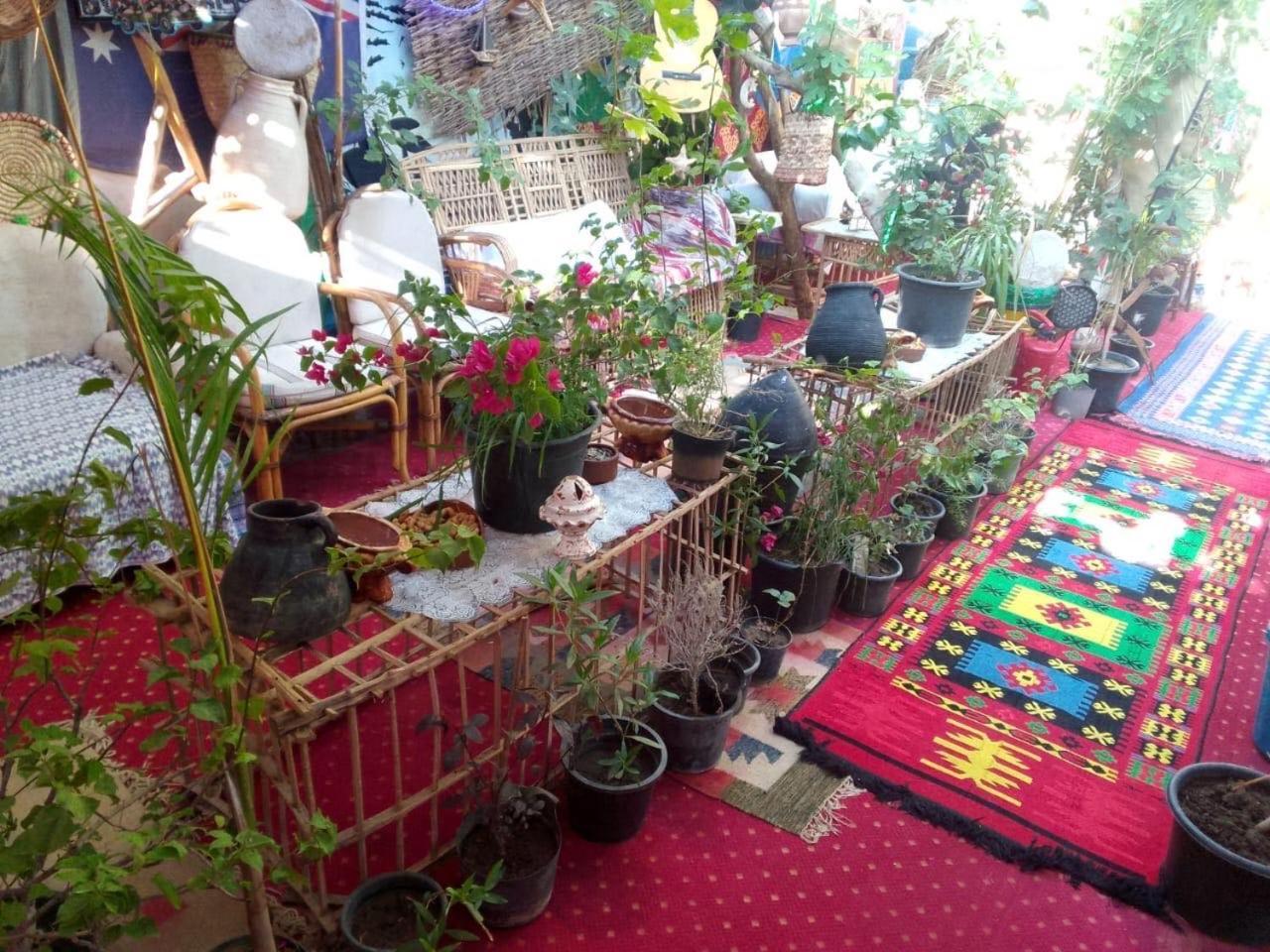 Peace Garden Hostel & Camp الأقصر المظهر الخارجي الصورة
